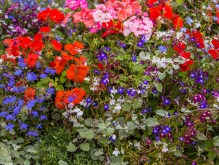 Mixed wild flowers