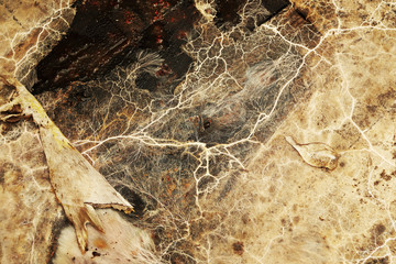 detail of Serpula lacrymans mycelium
