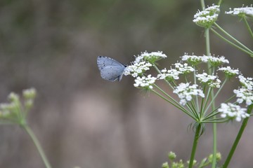 A beautiful blue butterfly rests on a white flower
