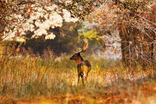 fallow deer buck in beautiful autumn forest setting