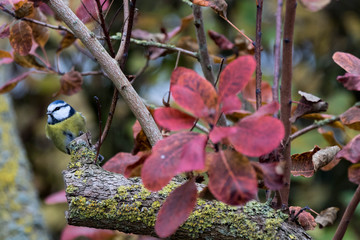 Mésange bleue - Cyanistes caeruleus - Eurasian Blue Tit