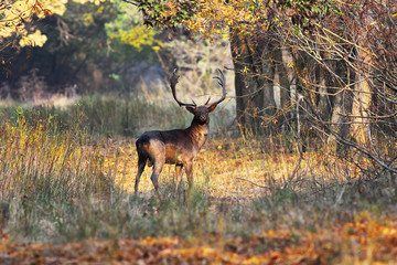 fallow deer looking at camera