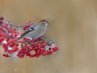 Pine Grosbeak Juvenile Male Eating Red Berries in Winter