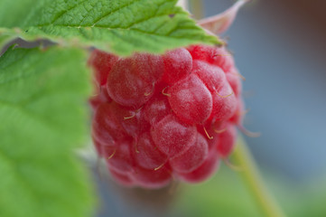 raspberry close-up in the garden