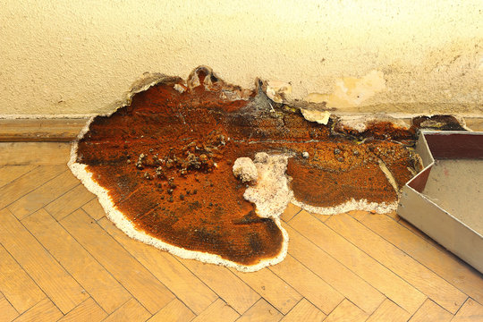fruiting body of dry rot growing on parquet