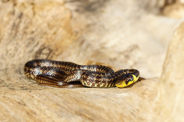 juvenile aesculapian snake basking on wood stump