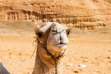 Egyptian Bedouin Camels