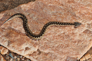 juvenile sand viper basking on a rock in natural habitat