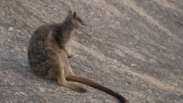 Mareeba rock-wallaby native kangaroo wildlife Australia