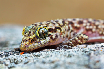 mediterranean house gecko portrait