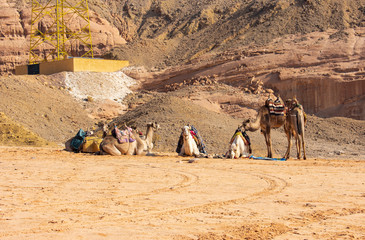 Fototapeta premium Egyptian Bedouin Camels