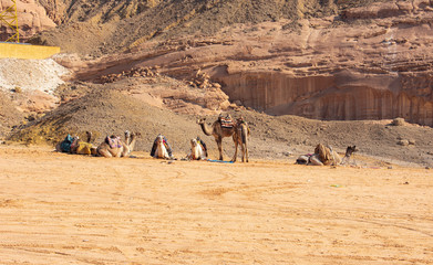 Egyptian Bedouin Camels
