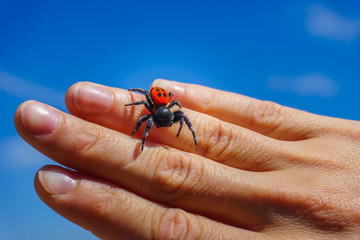 Ladybird Spider (Eresus Sandaliatus) on the woman's hand.