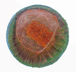 Aerial little planet 360 view on coniferous forest partially cut out during autumn.