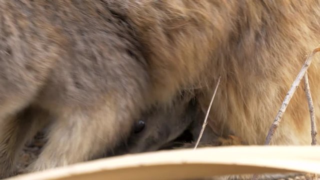 Cute Joey rock wallaby marsupial kangaroo animal Australia