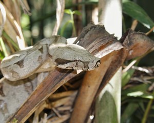 Boa constrictor