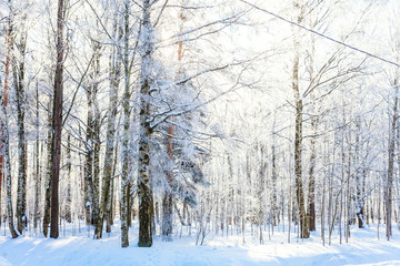 Frosty trees in snowy forest, cold weather in sunny morning. Tranquil winter nature in sunlight. Inspirational natural winter garden or park. Peaceful cool ecology nature landscape background