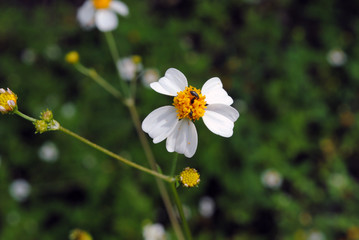 flores de guerrero mexico