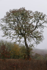 A single oak tree isolated on a white sky