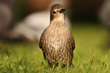young and curious common starling