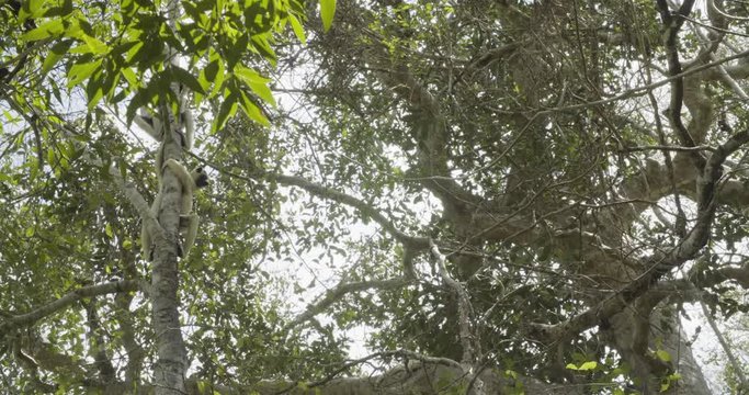 Lemur hangs on side of tree, low angle