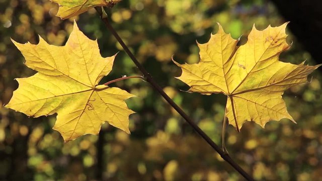 Gelbe Ahornbl&auml;tter wehen im Wind im Gegenlicht, full HD 1080p Video Footage 25 fps