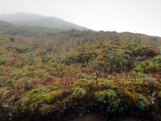 Vegetazione della riserva naturale Cayambe Coca