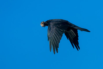 raven flying away with mouth full of feathers