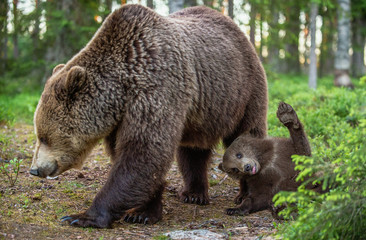 She-bear and cub in the summer forest. Scientific name: Ursus arctos. Natural  Background. Natural...