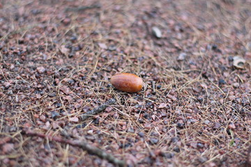 The acorn fallen from an oak lying on small stones and coniferous needles