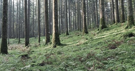 Summer to winter season transition in the mossy  forest landscape with snowfall effect.