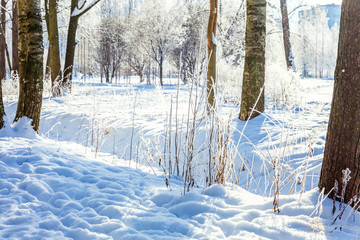 Frosty trees in snowy forest, cold weather in sunny morning. Tranquil winter nature in sunlight. Inspirational natural winter garden or park. Peaceful cool ecology nature landscape background