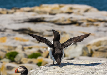 Active Razorbill Auk (Alca Torda)