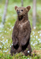 Brown bear cub stands on its hind legs in the summer forest among white flowers. Scientific name: Ursus arctos. Natural  Background. Natural habitat. Summer season.