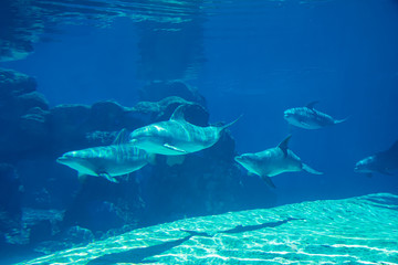 Underwater portrait of happy smiling bottlenose dolphins swimming and playing in blue water