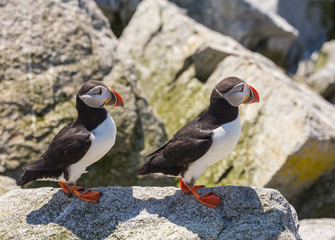 Puffins Perched Among the Rocks