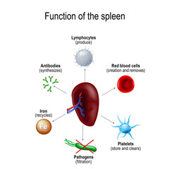 Function of the spleen - obrazy, fototapety, plakaty