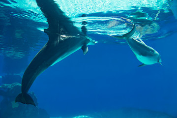Underwater portrait of happy smiling bottlenose dolphins swimming and playing in blue water © yos_moes
