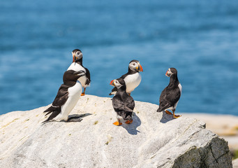 Humorous Sea Bird Image