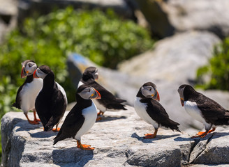 Fototapeta premium Puffins during Breeding Season