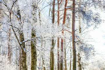 Frosty tree branch in snowy forest, cold weather in sunny morning. Tranquil winter nature in sunlight. Inspirational natural winter garden or park. Peaceful cool ecology nature landscape background