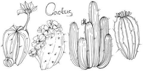 Vector Cactus. Floral botanical flower. Black and white engraved ink art. Isolated cacti illustration element. - 235997777