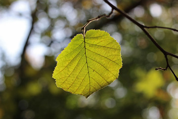 Hazel green yellow leaves branch fall autumn