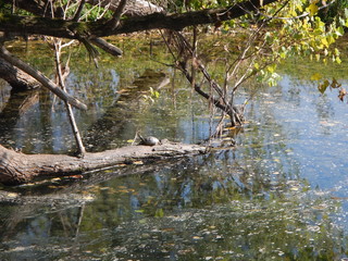 Fiume Adda