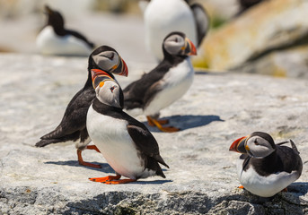 Seabirds in Breeding Season