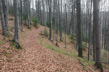 Naklejka premium Winter, mountains, forest. Winter in the mountains