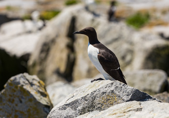 Common Murre (Uria aalge)