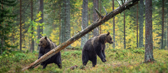 Brown bears in the autumn forest.  Natural Habitat. Brown bear, scientific name: Ursus arctos. Autumn season, natural habitat.