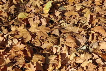 Plane tree platanus dry yellow green leaves autumn fall october