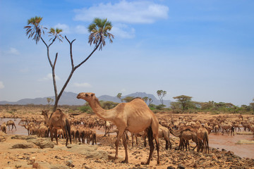 A herd of camels cools in the river on a hot summer day. Kenya, Ethiopia. Africa